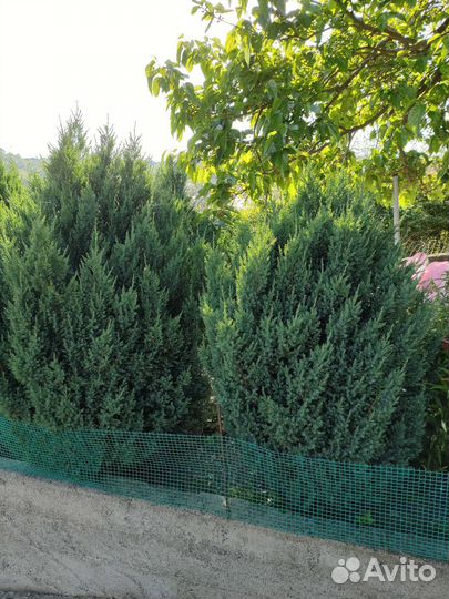 Можжевельник скальный