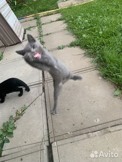 Котята 3 месяца