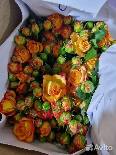 Кустовые, пионовидные розы