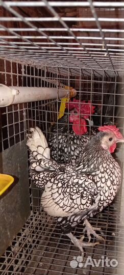 Бентамки карликовые курочки