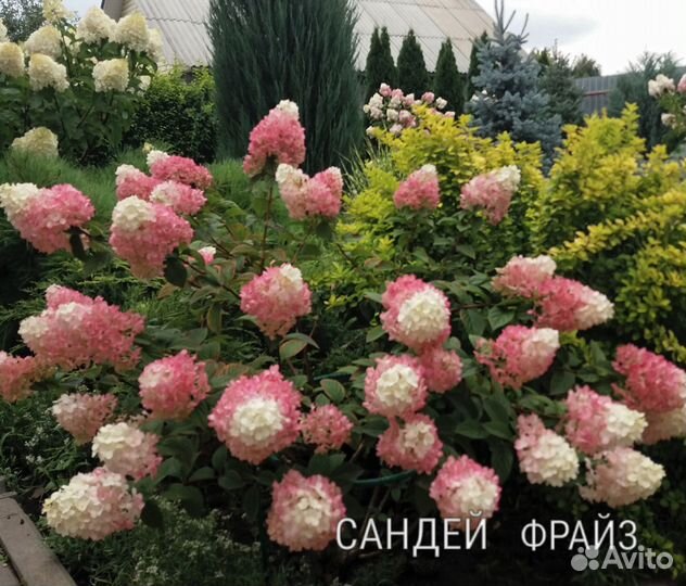 Саженцы гортензии метельчатой