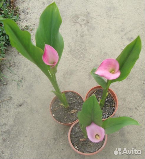 Зантедеския каллы