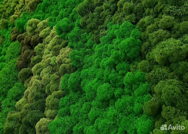 Панно из стабилизированного мха