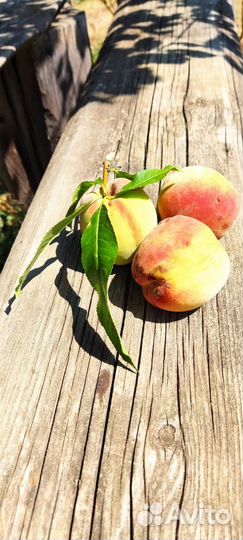 Персик морозостойкий саженцы