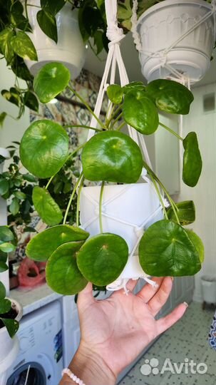 Ктенанта,кратон. Аглаонема. Пилея