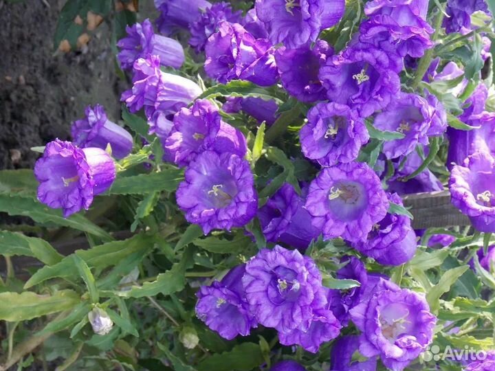 Колокольчик средний махровый