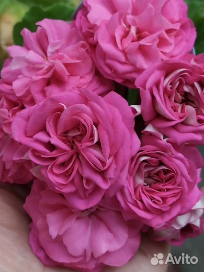 Акционный набор пеларгоний