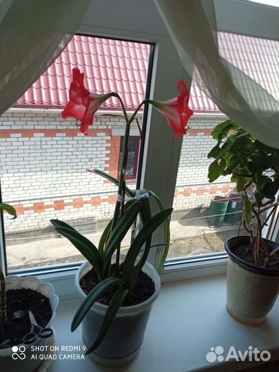 Гиппиаструм