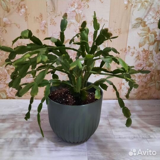 Декабрист шлюмбергера