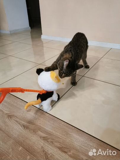 Игрушка Кот