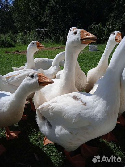 Утки,гуси, петухи