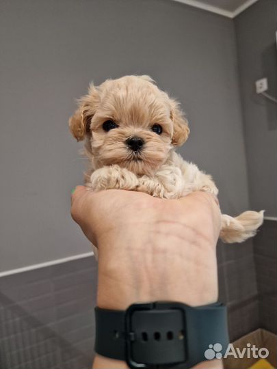 Мальчик мальтипу мини