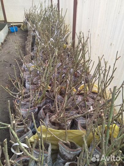 Саженцы голландских роз