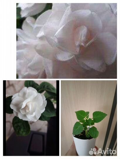 Махровые бальзамины