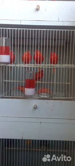 Кенара и канарейки