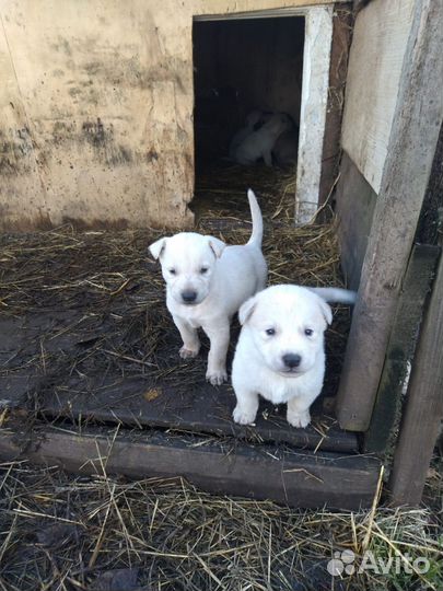 Щенки хаски