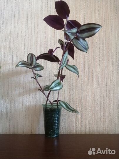 Традесканция Зебрина бургунди