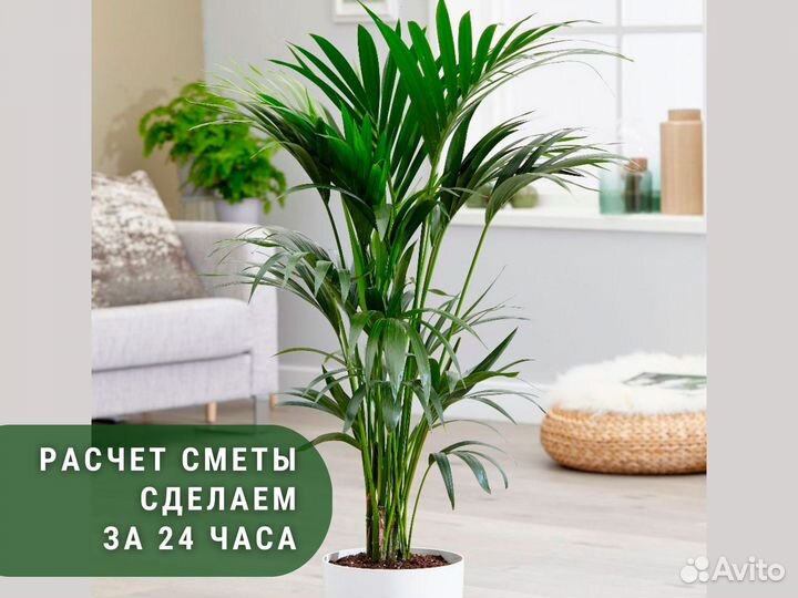 Пальма Ховея / растения для офиса