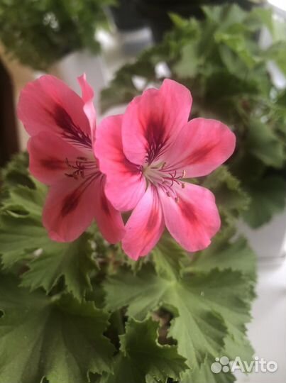 Пеларгония герань королевская