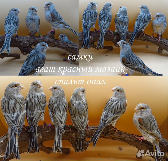 Канарейки