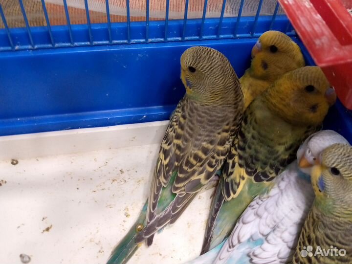 Волнистый попугай