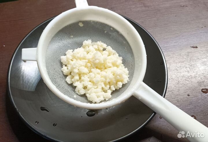 Тибетский молочный гриб