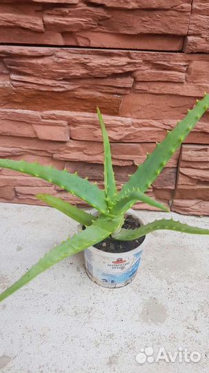 Алоэ древовидное, столетник