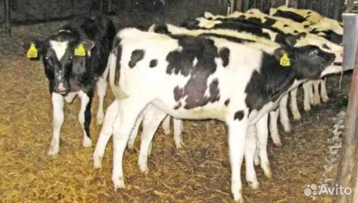 Бычки телята