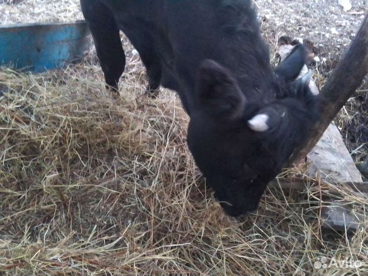 Бычок 9 месячный