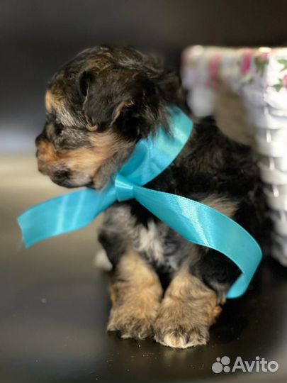 Мальтипу phantom