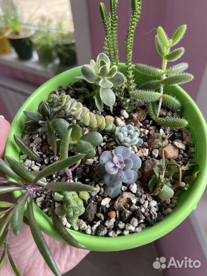 Суккулентный садик