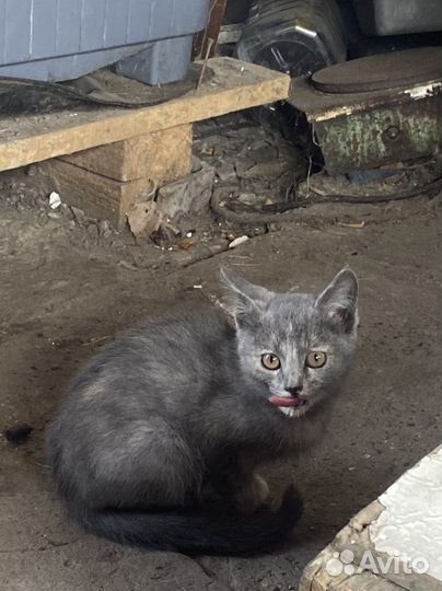 Котенок в дар