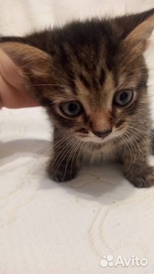 Котята