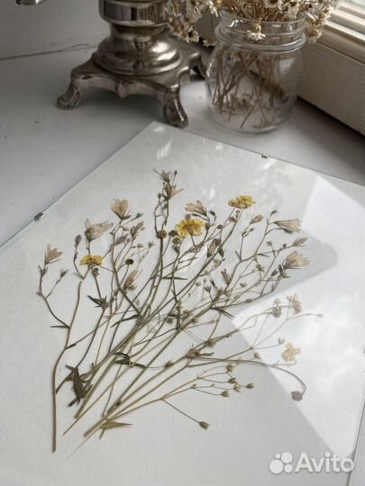 Картина-гербарий 