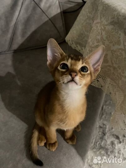 Абиссинские котята