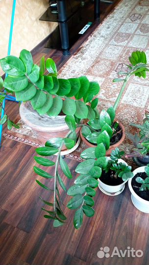 Замиокулькас, кротон