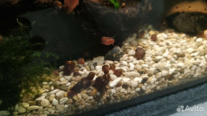 Улитки катушки, аквриумные растения