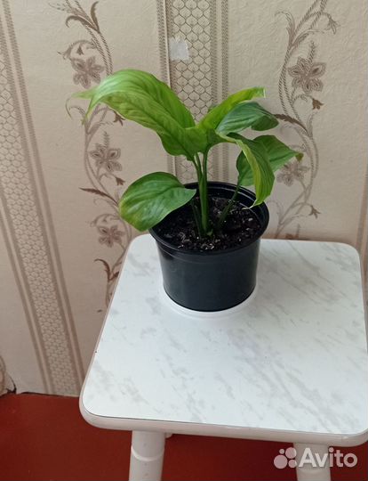 Спатифилиум