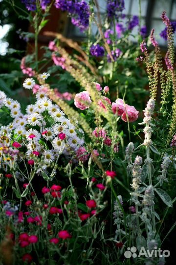 Многолетники для сада, с доставкой