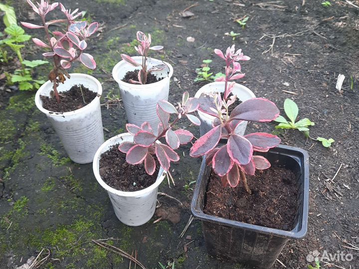 Седум Sun Sparkl Dream