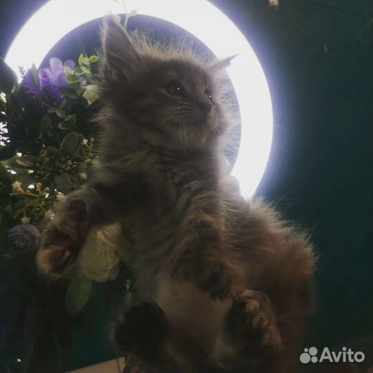 Котята мейн-кун