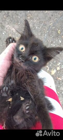 Малыши- домовёнок Кузя- друг и оберег в ваш дом