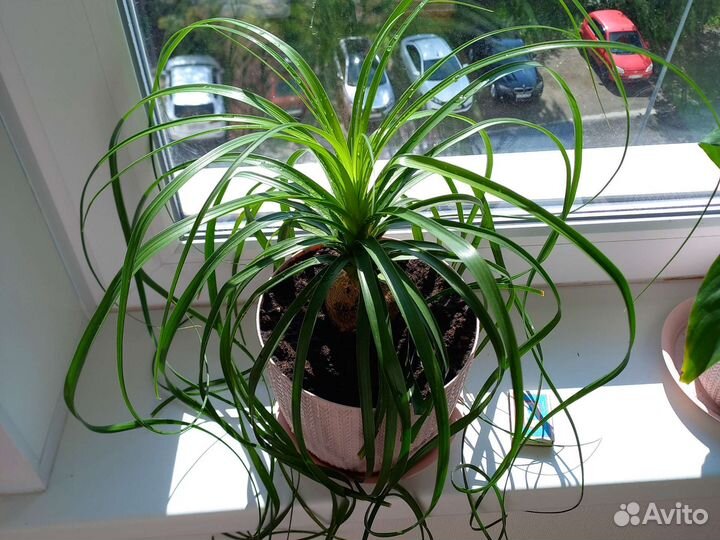 Бокарнея нолина