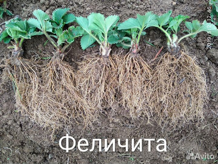 Клубника ремы и нсд более 180 сортов в коллекции