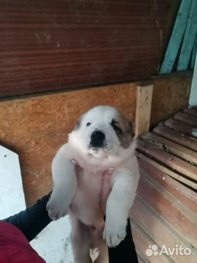 Среднеазиатская овчарка алабай щенки