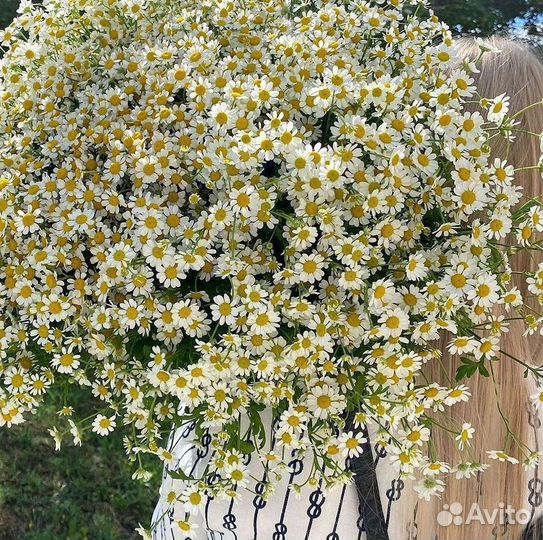 Цветы ромашки. Букеты ромашек. Цветы доставка