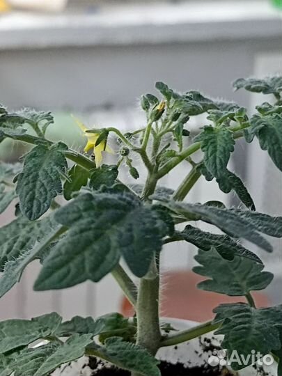 Комнатные помидоры