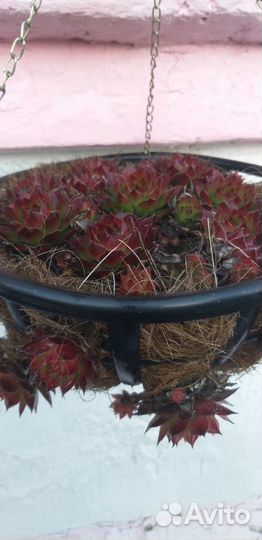 Суккуленты *каменная роза*