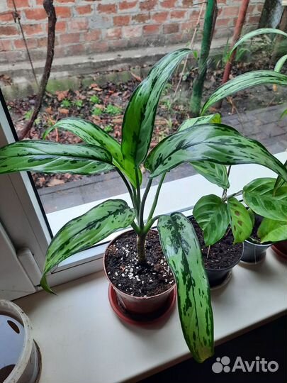 Аглаонема cutlass