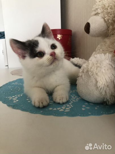 Котик в добрые руки